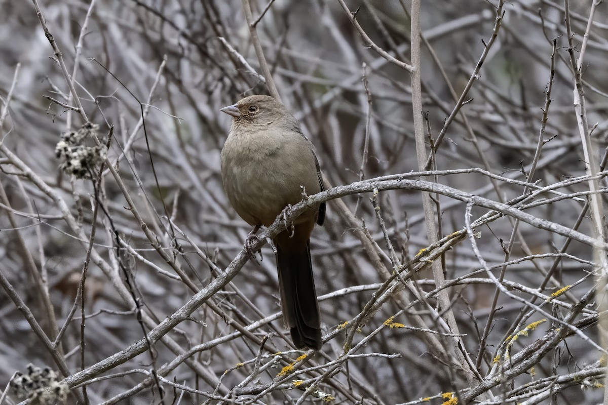 California Towhee - ML645182569