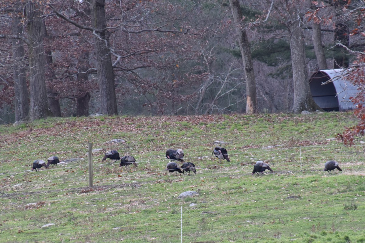 Wild Turkey - ML645182577