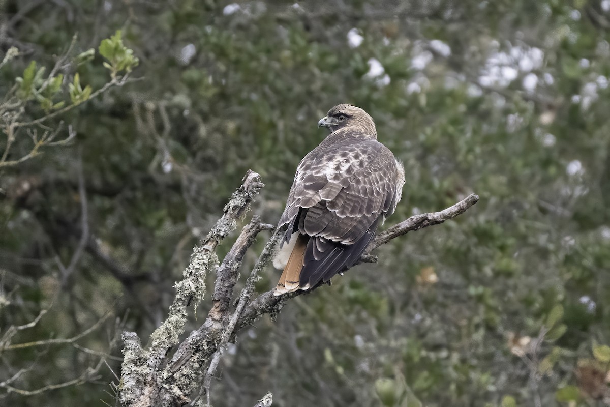 káně rudochvostá - ML645182579