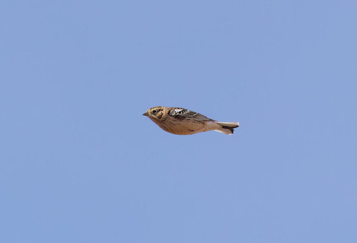 Smith's Longspur - ML645182586