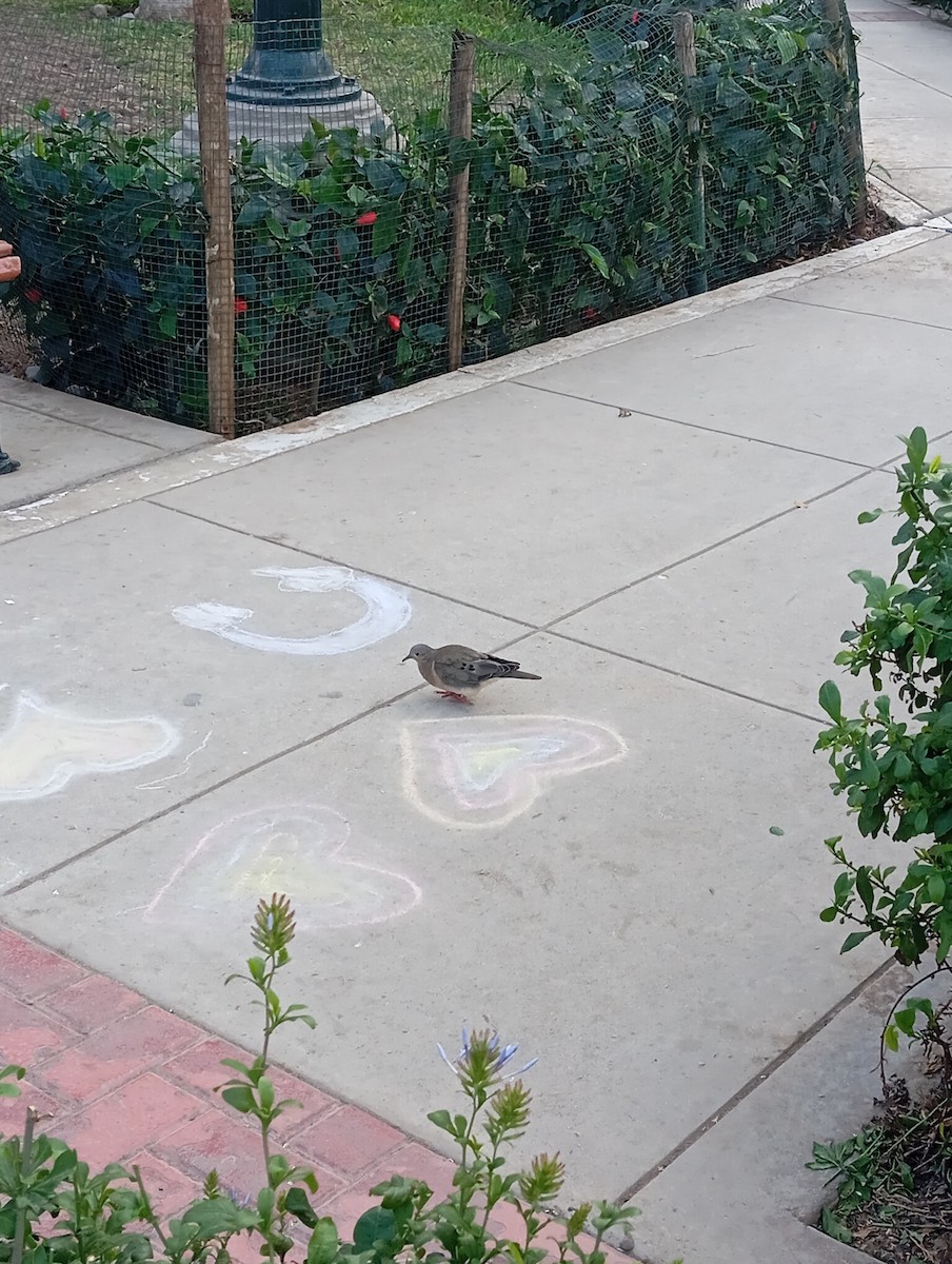 Eared Dove - ML645182608