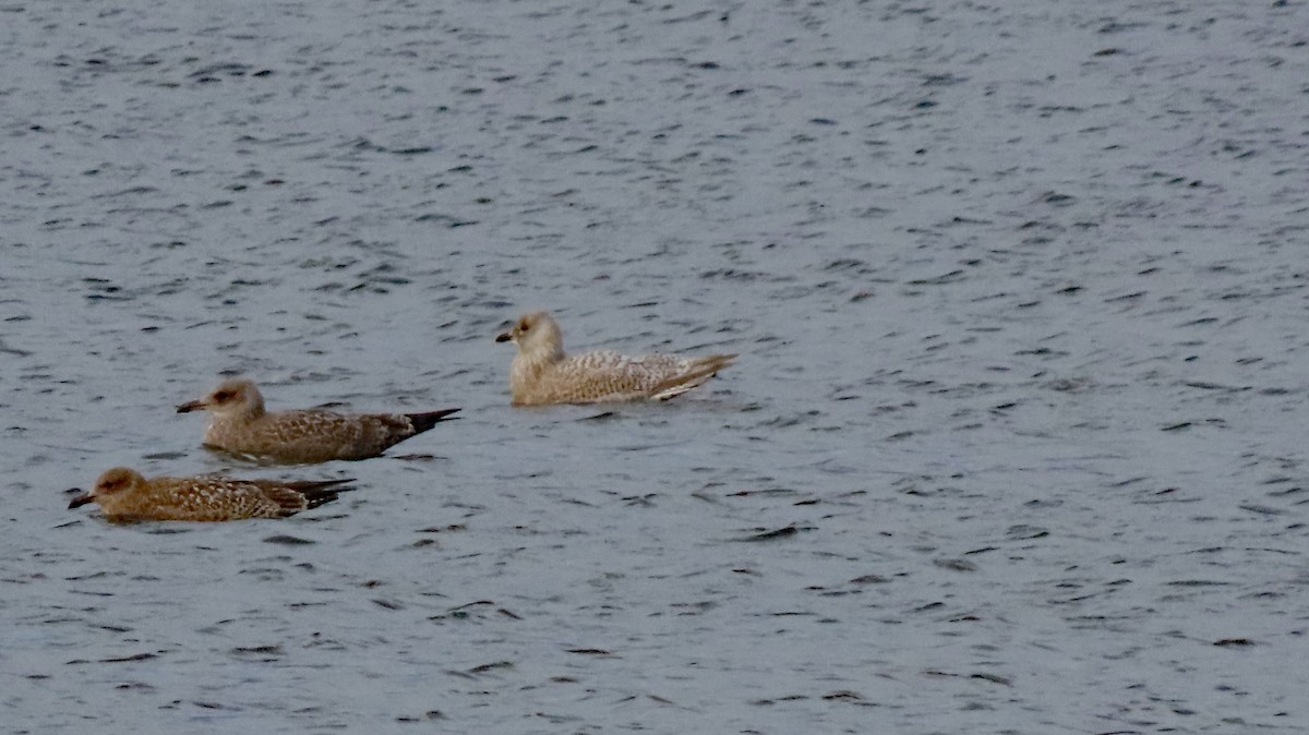 Iceland Gull - ML645182618