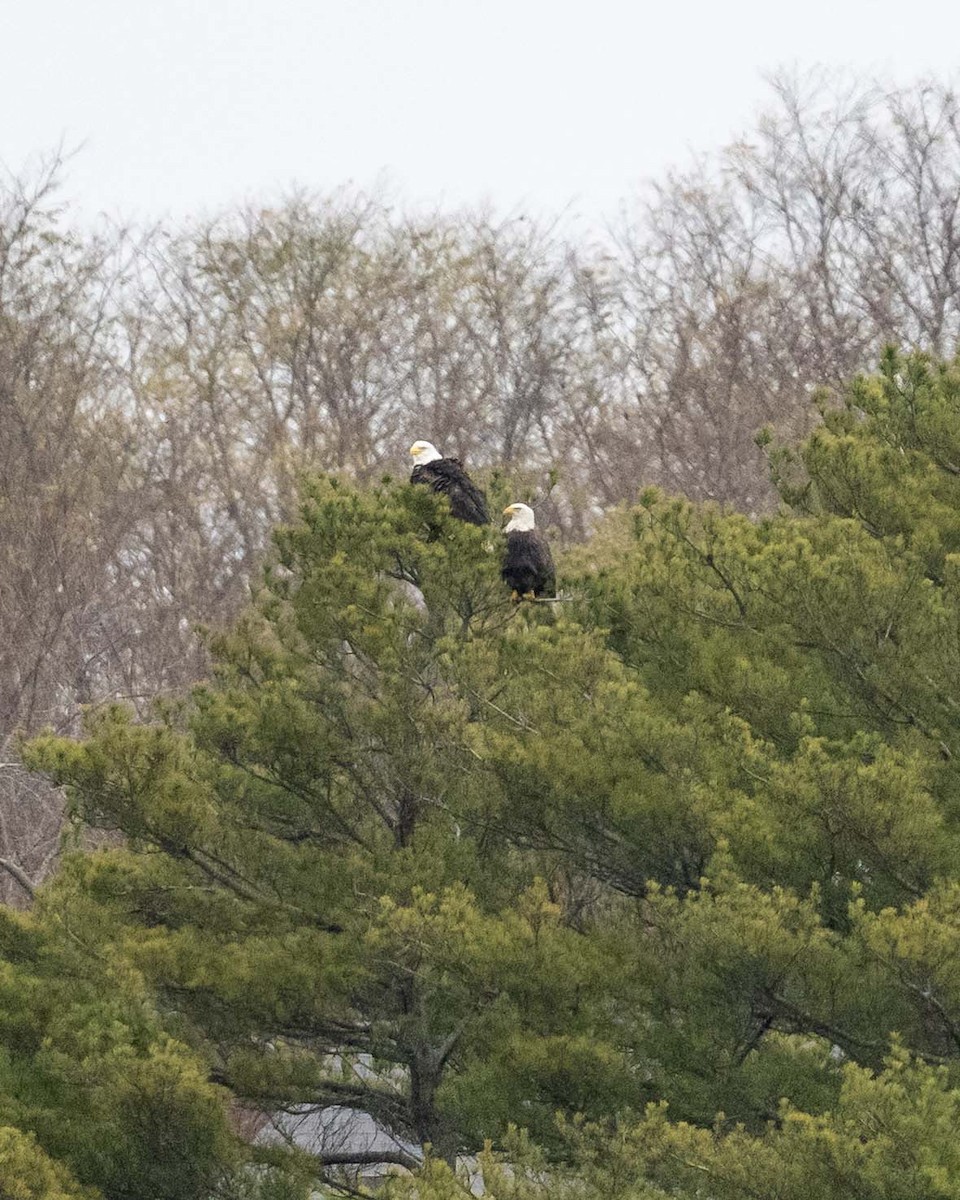 Itsas arrano buruzuria - ML645182623