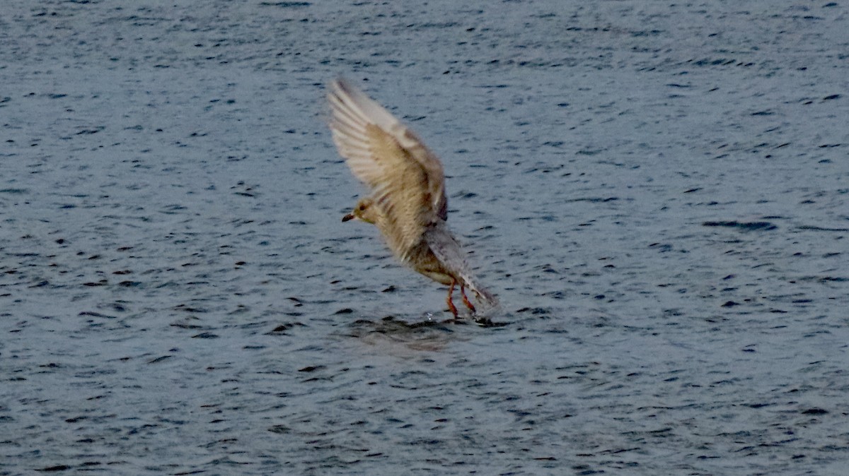 Iceland Gull - ML645182624