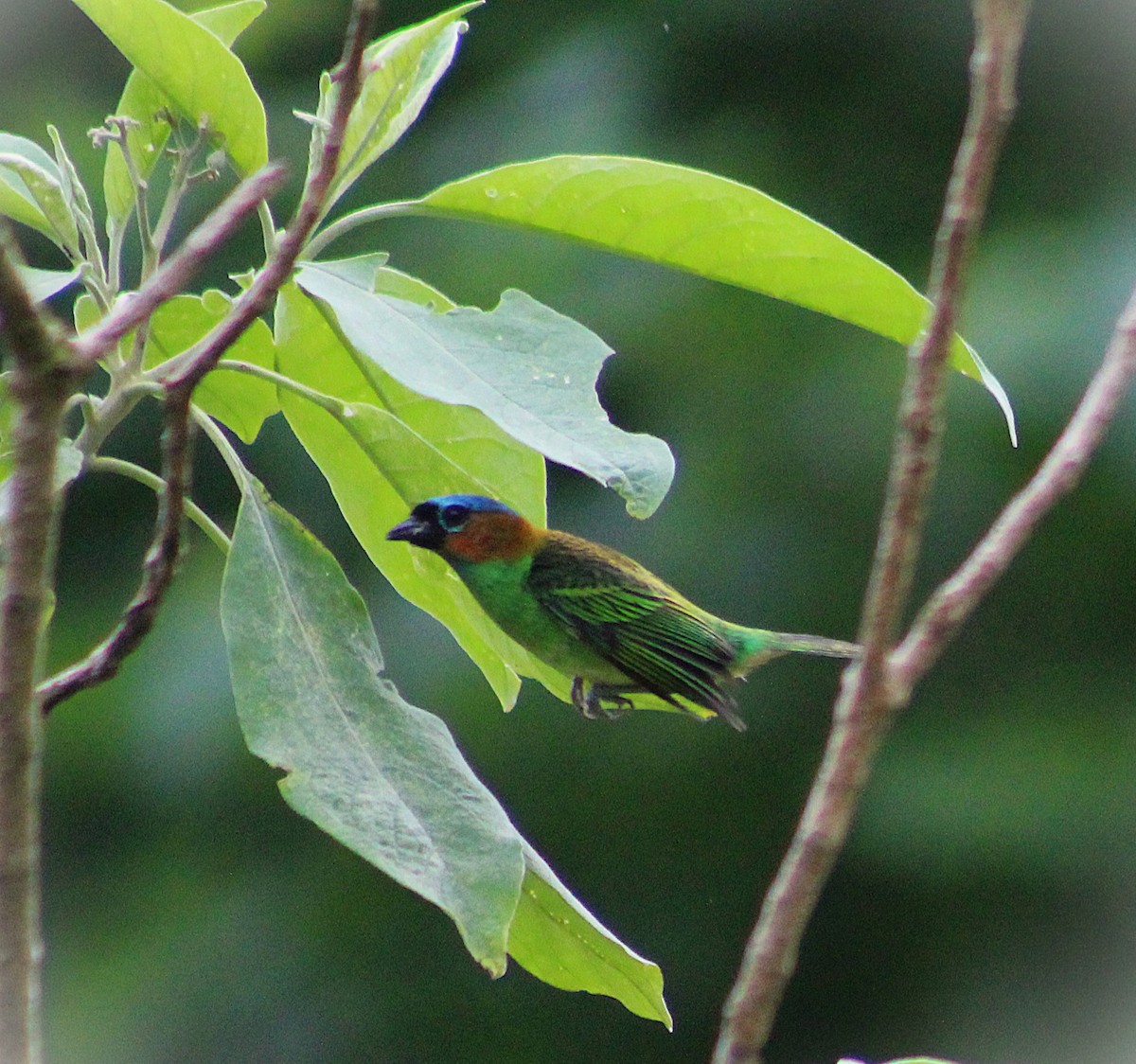 Red-necked Tanager - ML645182629