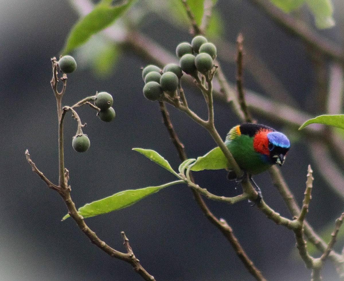 Red-necked Tanager - ML645182630