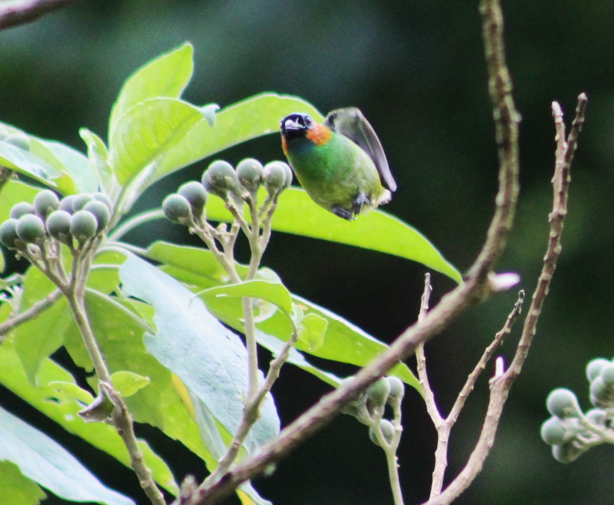 Red-necked Tanager - ML645182631