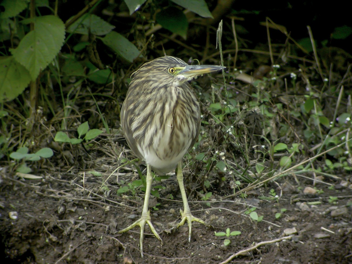 Индийская прудовая цапля - ML645182632