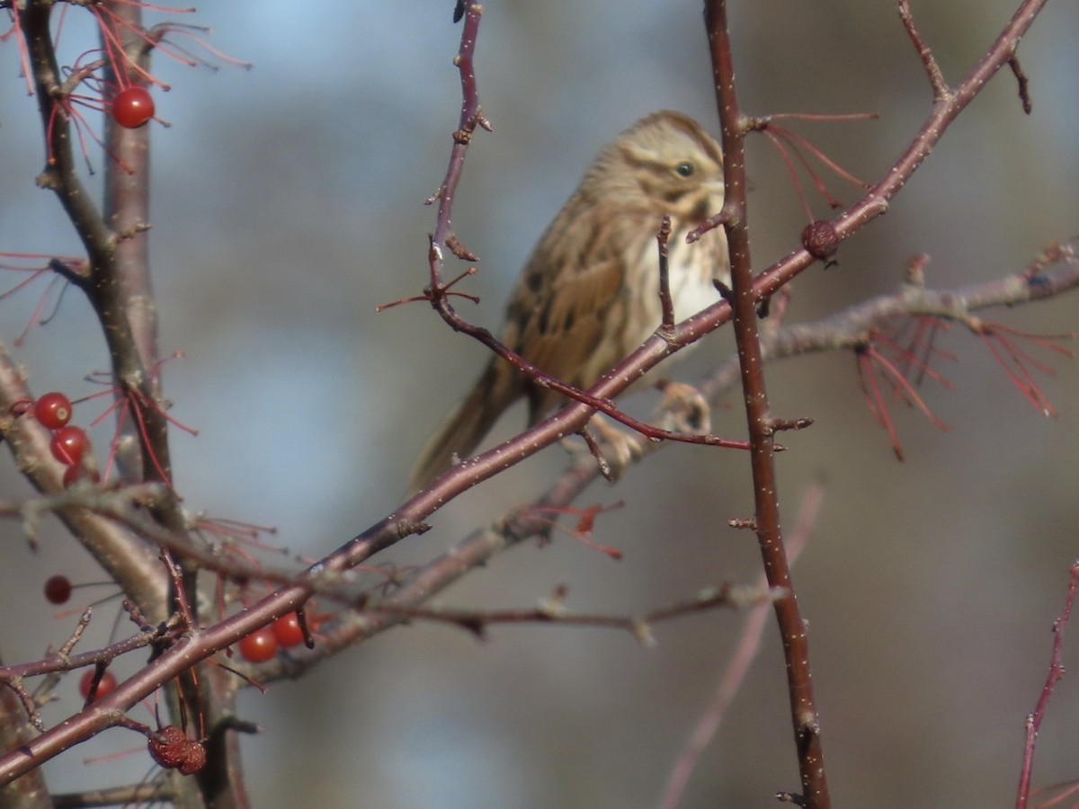 Song Sparrow - ML645182633