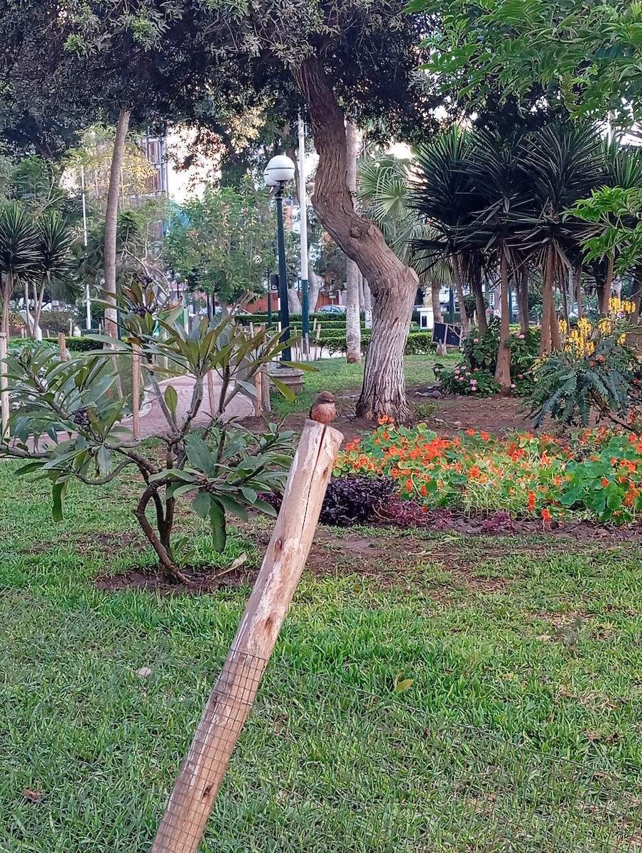Vermilion Flycatcher - ML645182672
