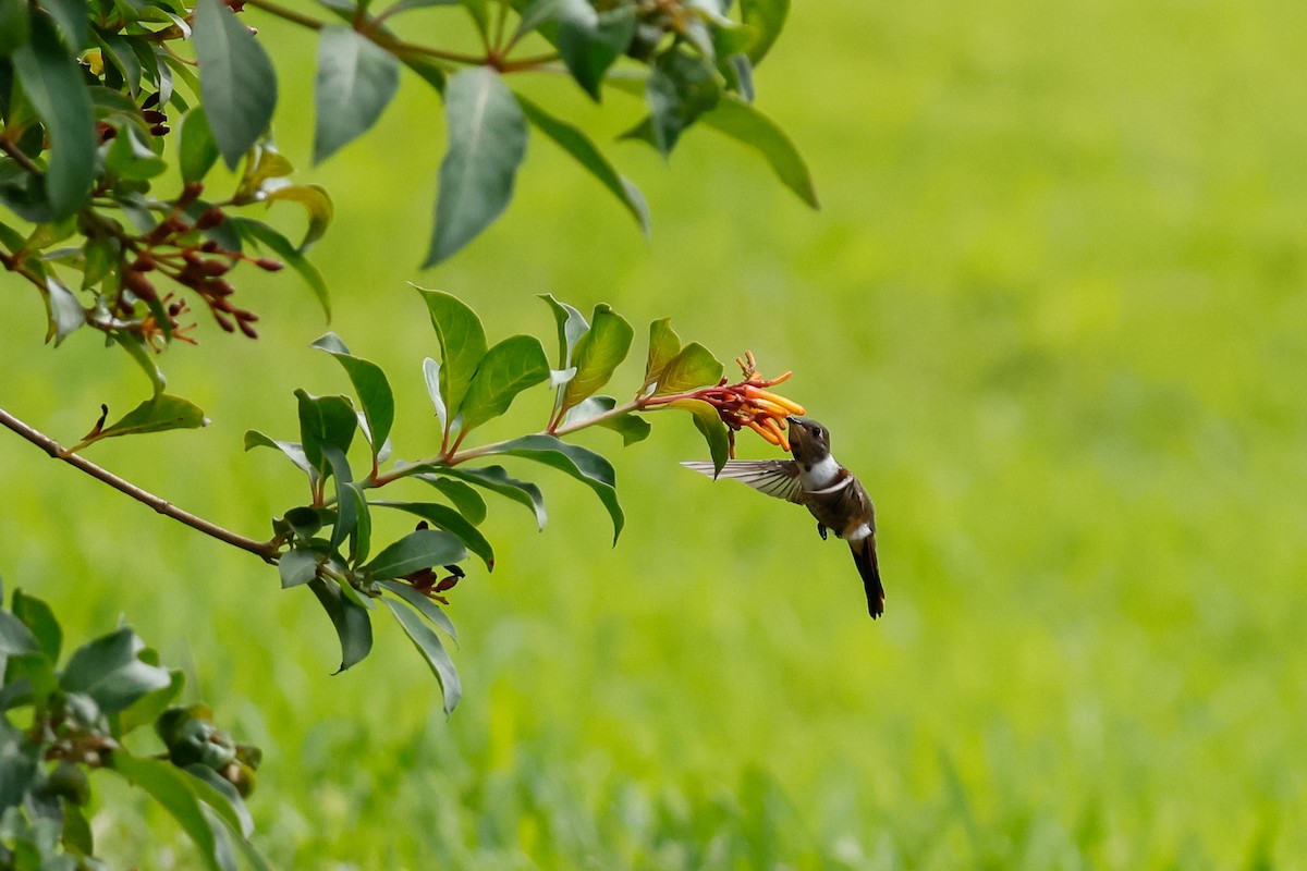 Bahama Woodstar - ML645182679