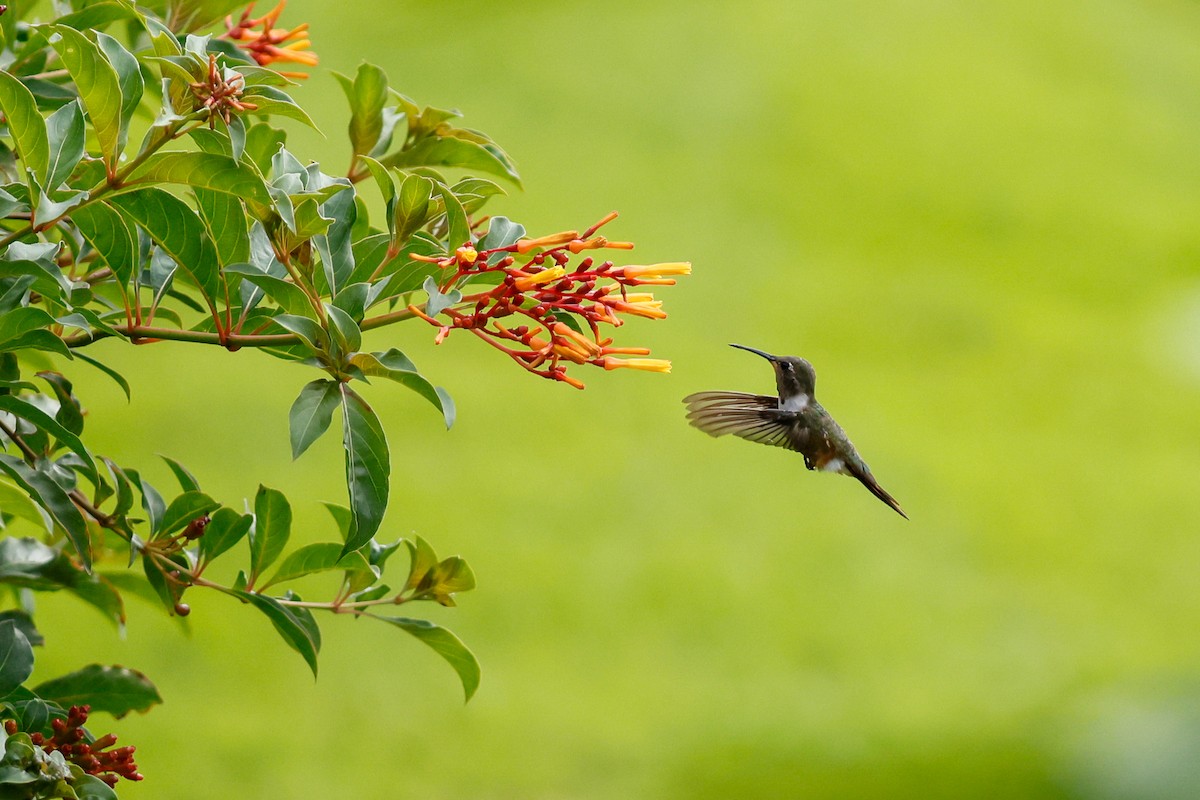 Bahama Woodstar - ML645182680