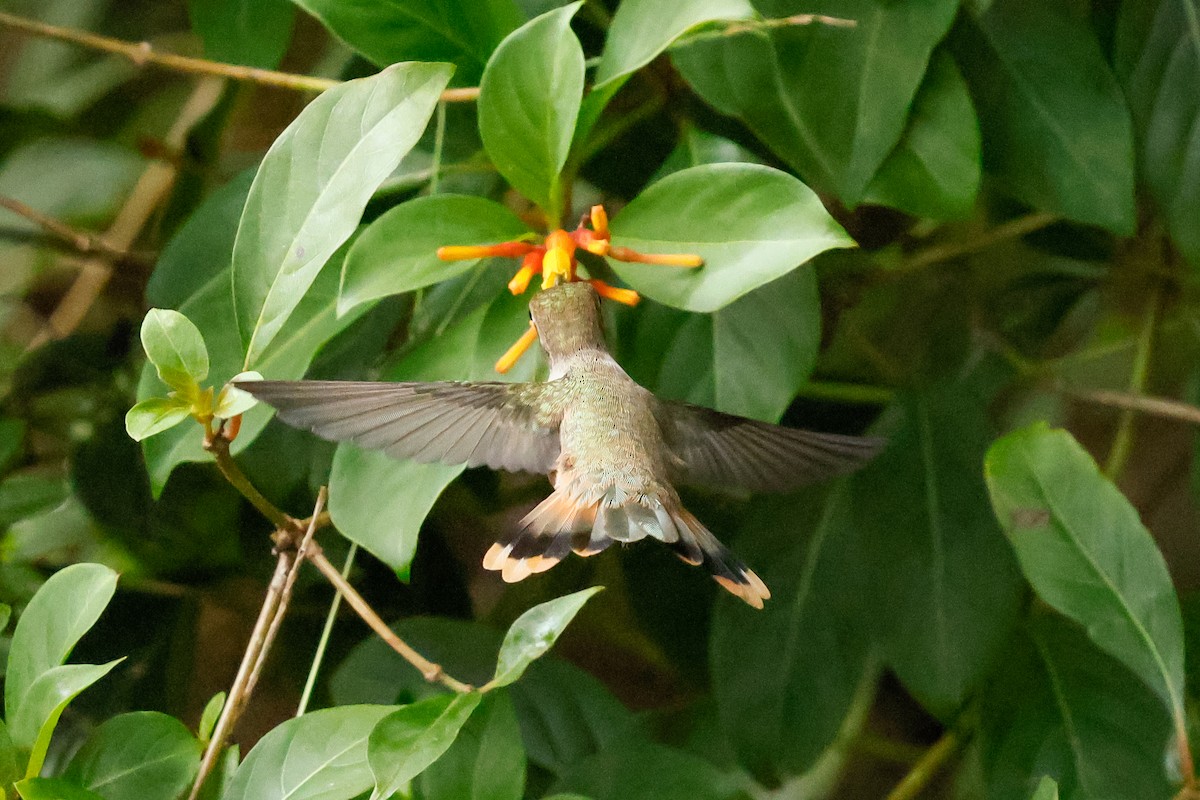 Bahama Woodstar - ML645182681