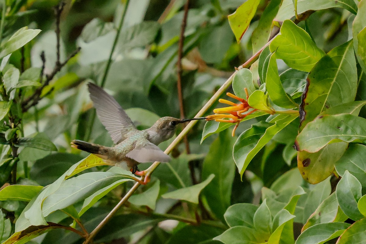 Bahama Woodstar - ML645182682