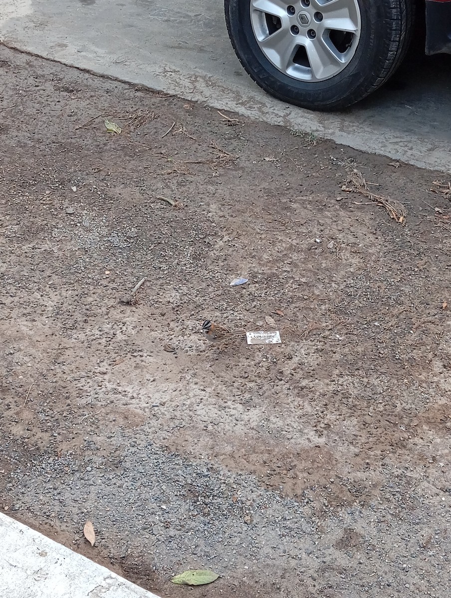 Morgenammer - ML645182710