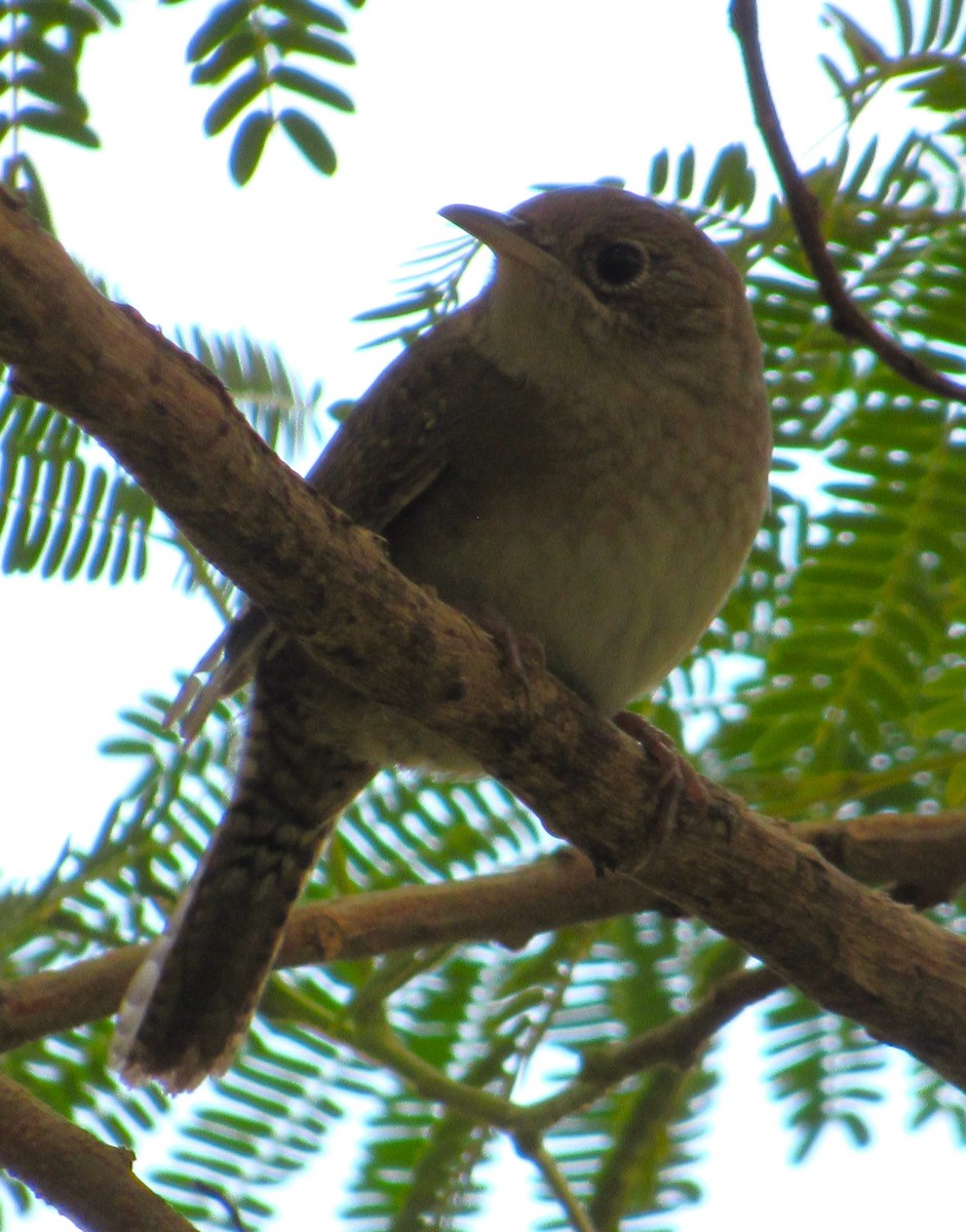 Northern House Wren - ML645182712