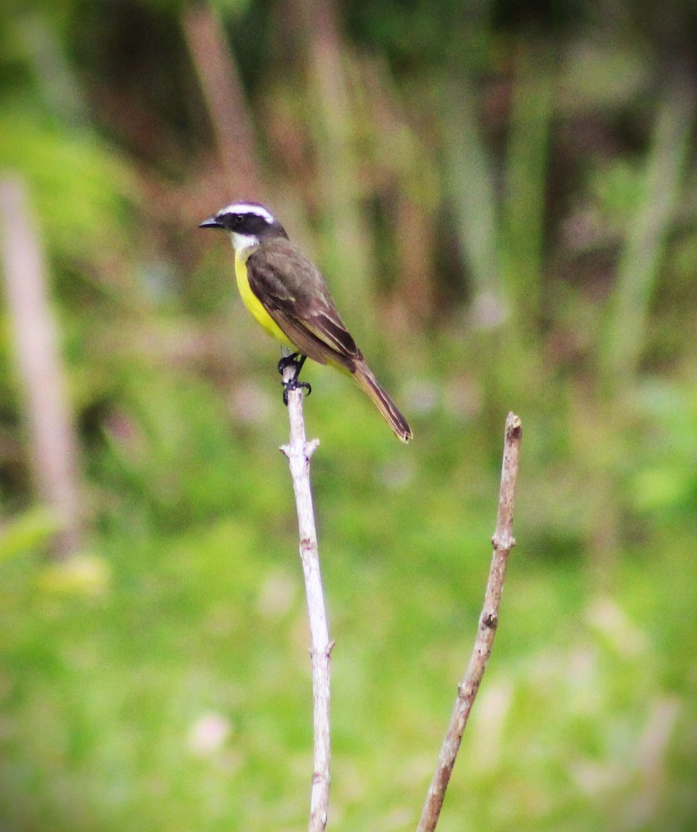 Sosyal Tiran - ML645182714