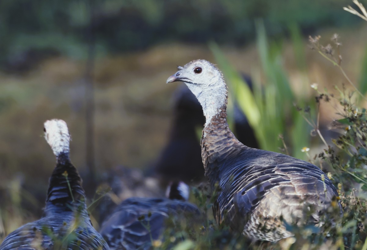 Wild Turkey - ML645182720