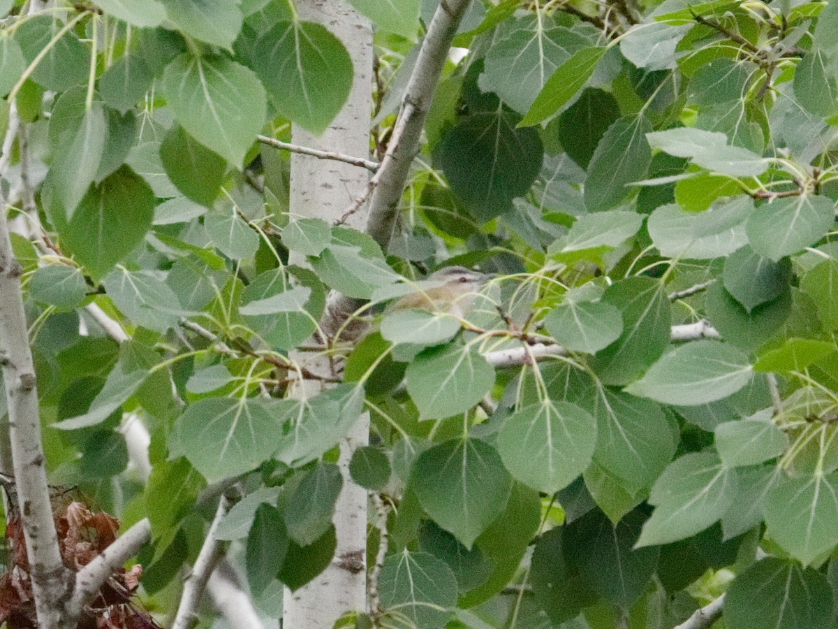 Красноглазый виреон - ML645182722