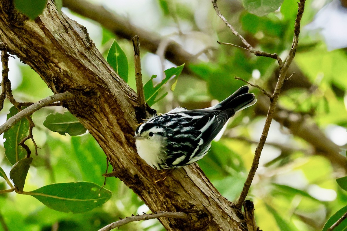 סבכון עקוד - ML645182736