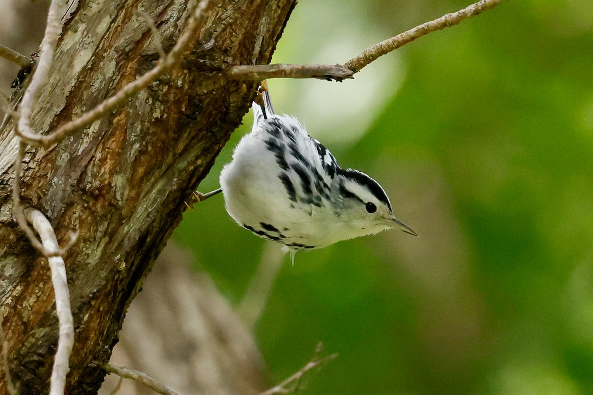 סבכון עקוד - ML645182737