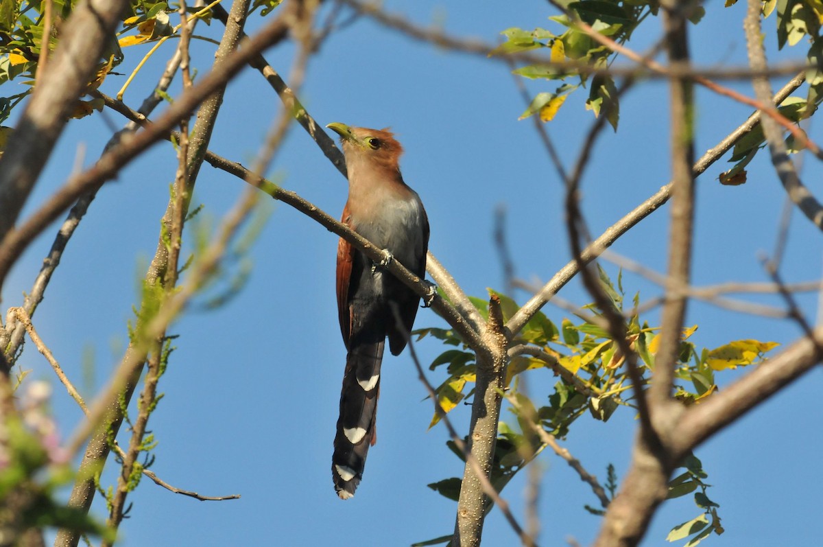 Common Squirrel-Cuckoo - ML645182750