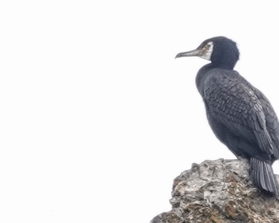 storskarv - ML645182765