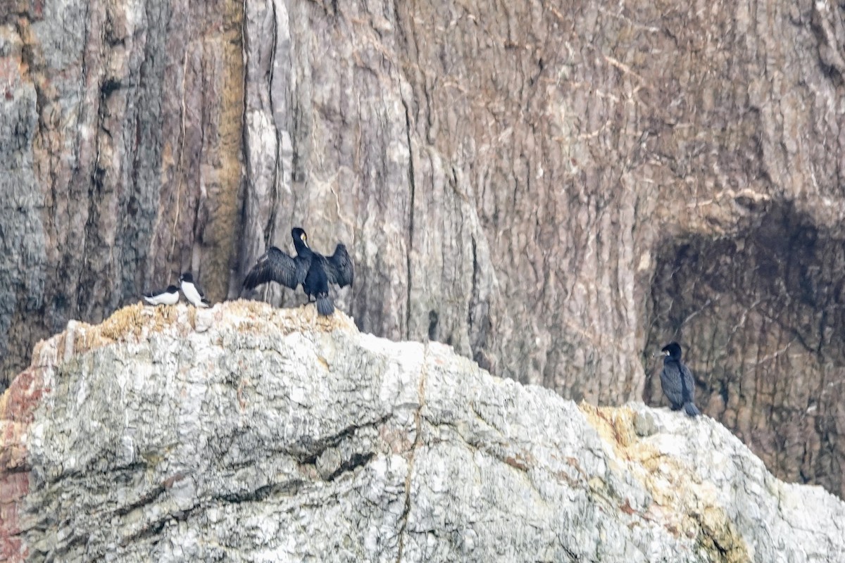 storskarv - ML645182766