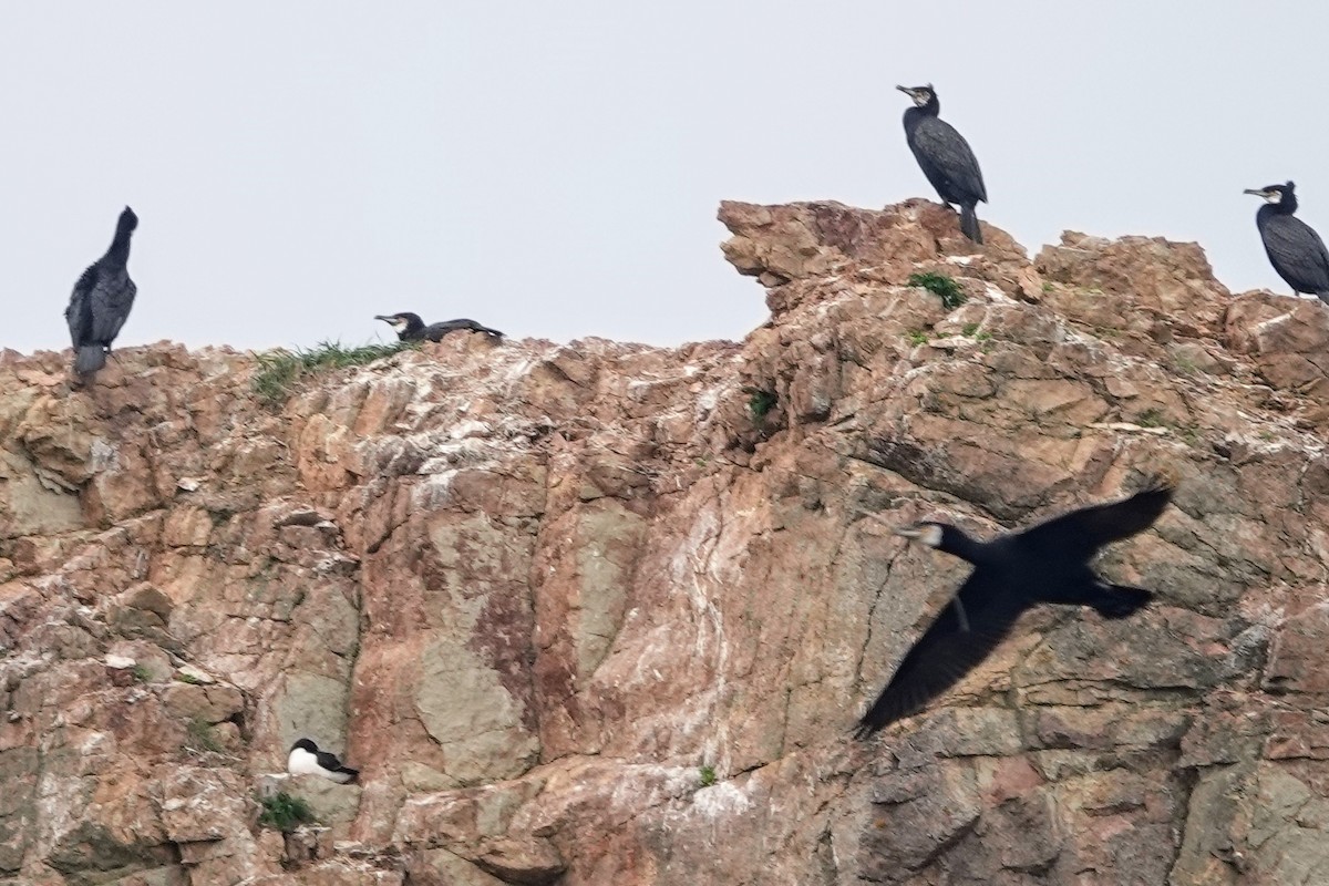 storskarv - ML645182767