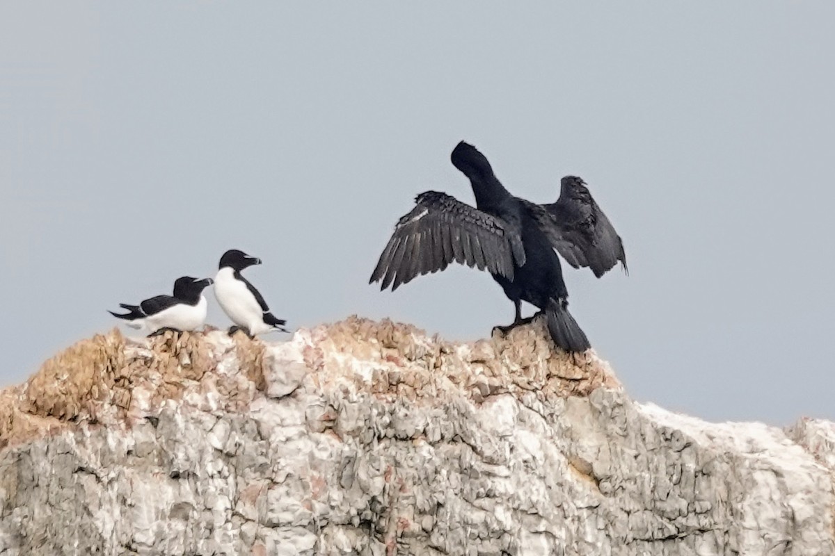 storskarv - ML645182768