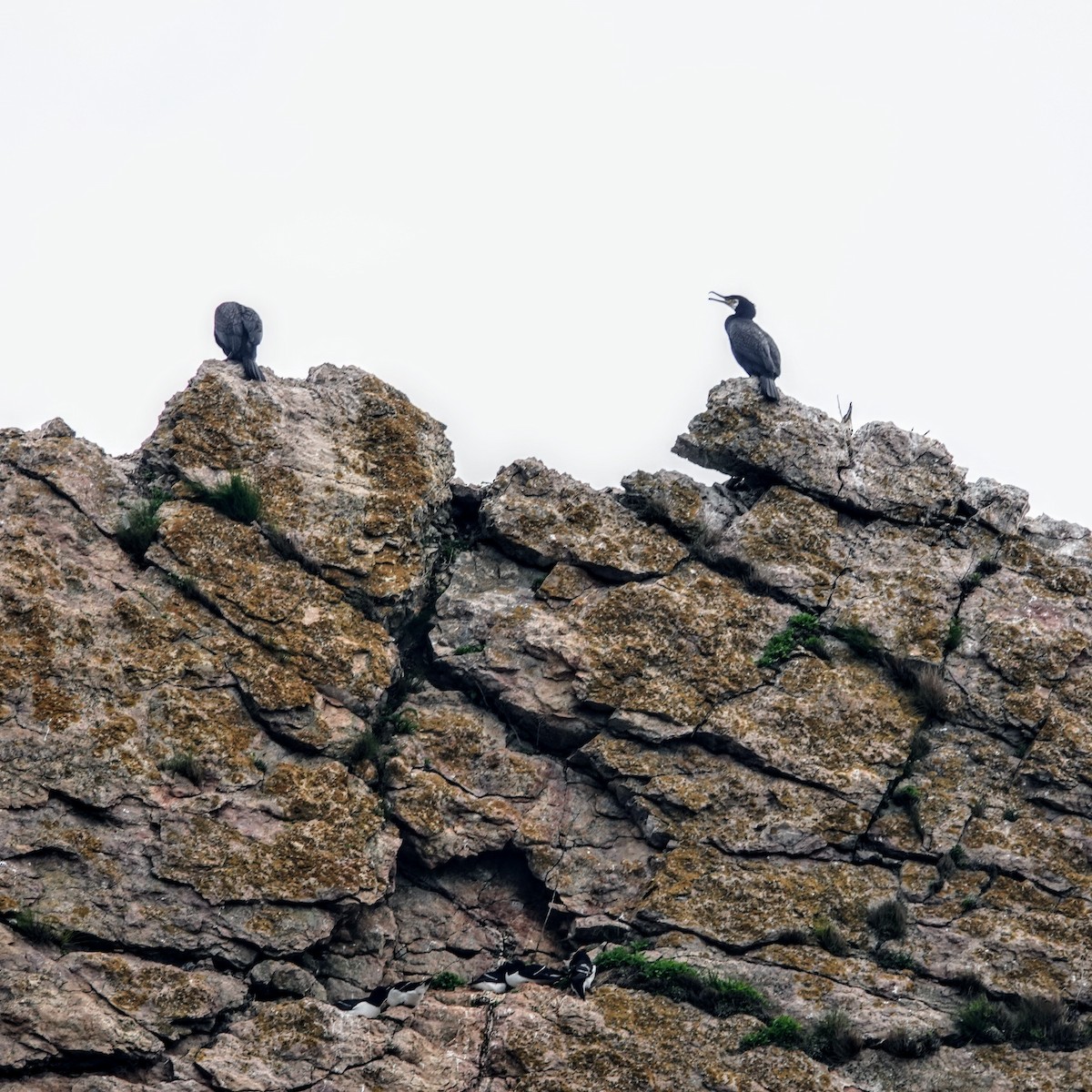 storskarv - ML645182769