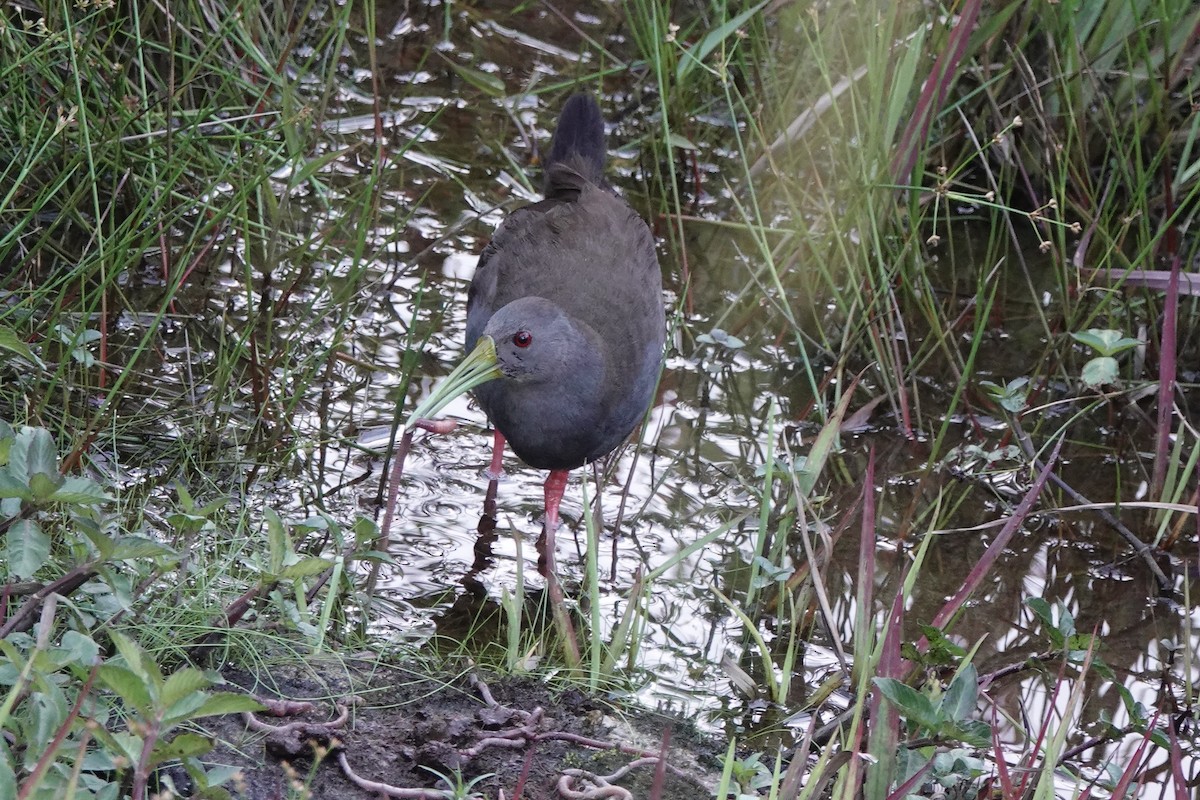 Пастушок світлогорлий - ML645182788