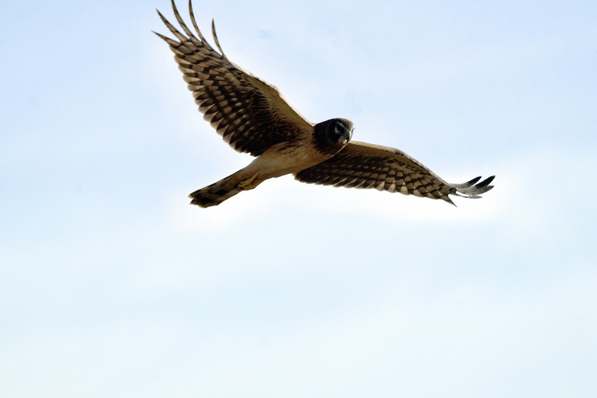 Northern Harrier - ML645182802