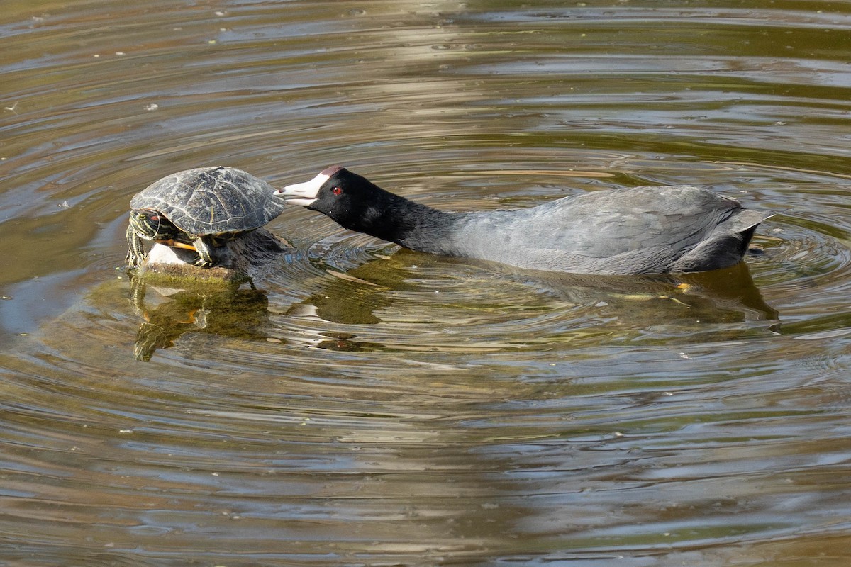 Лиска американська - ML645182817