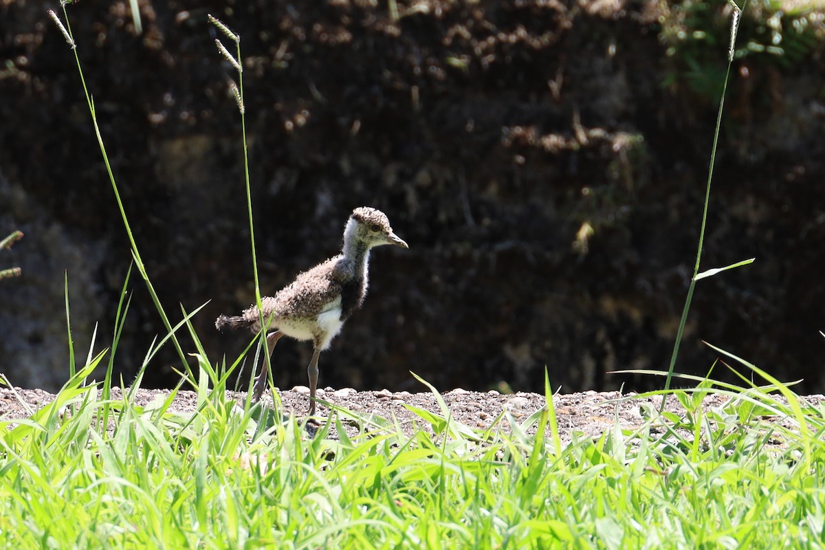 Southern Lapwing - ML645182829