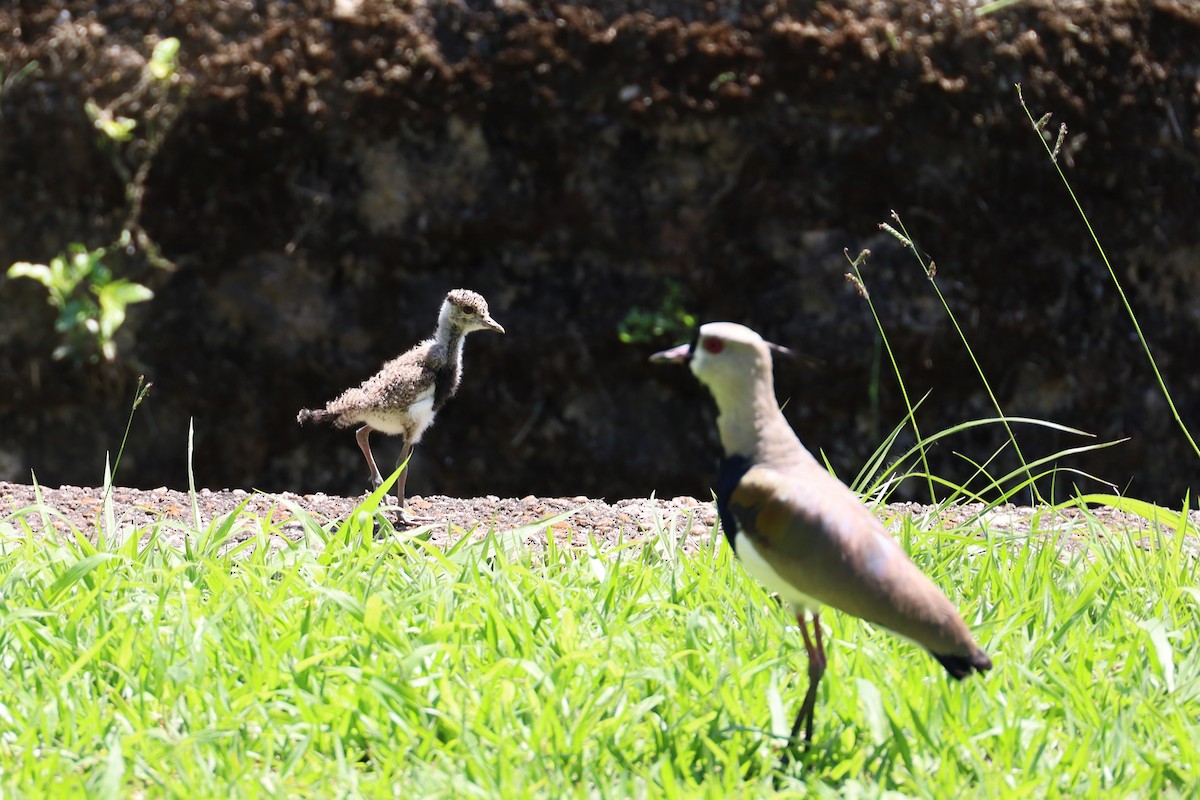 Southern Lapwing - ML645182830
