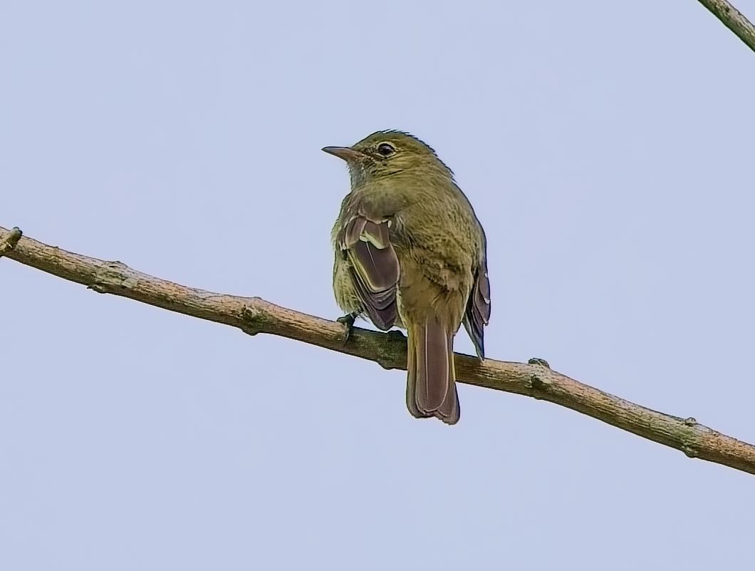 Olivaceous Elaenia - ML645182847