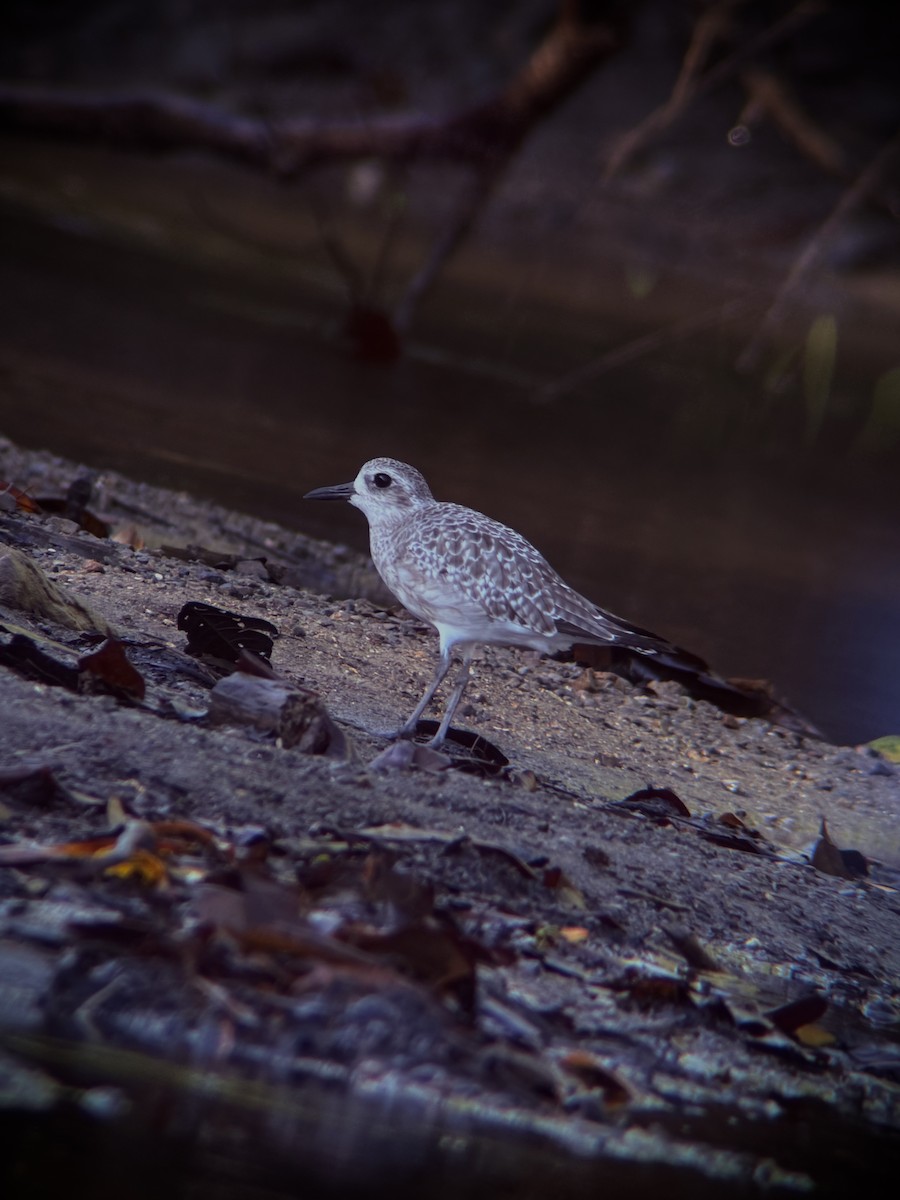 Black-bellied Plover - ML645182848