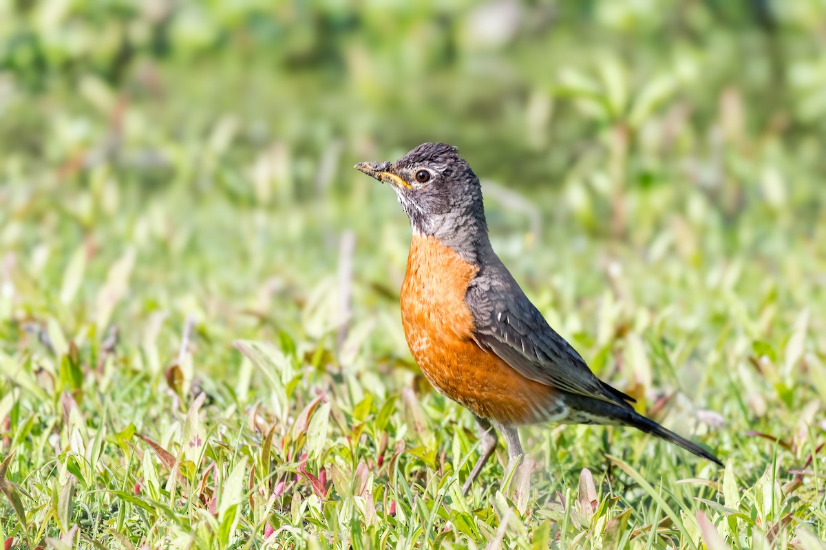 קיכלי נודד - ML645182849