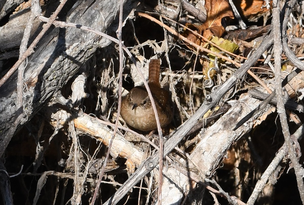 Winter Wren - ML645182851