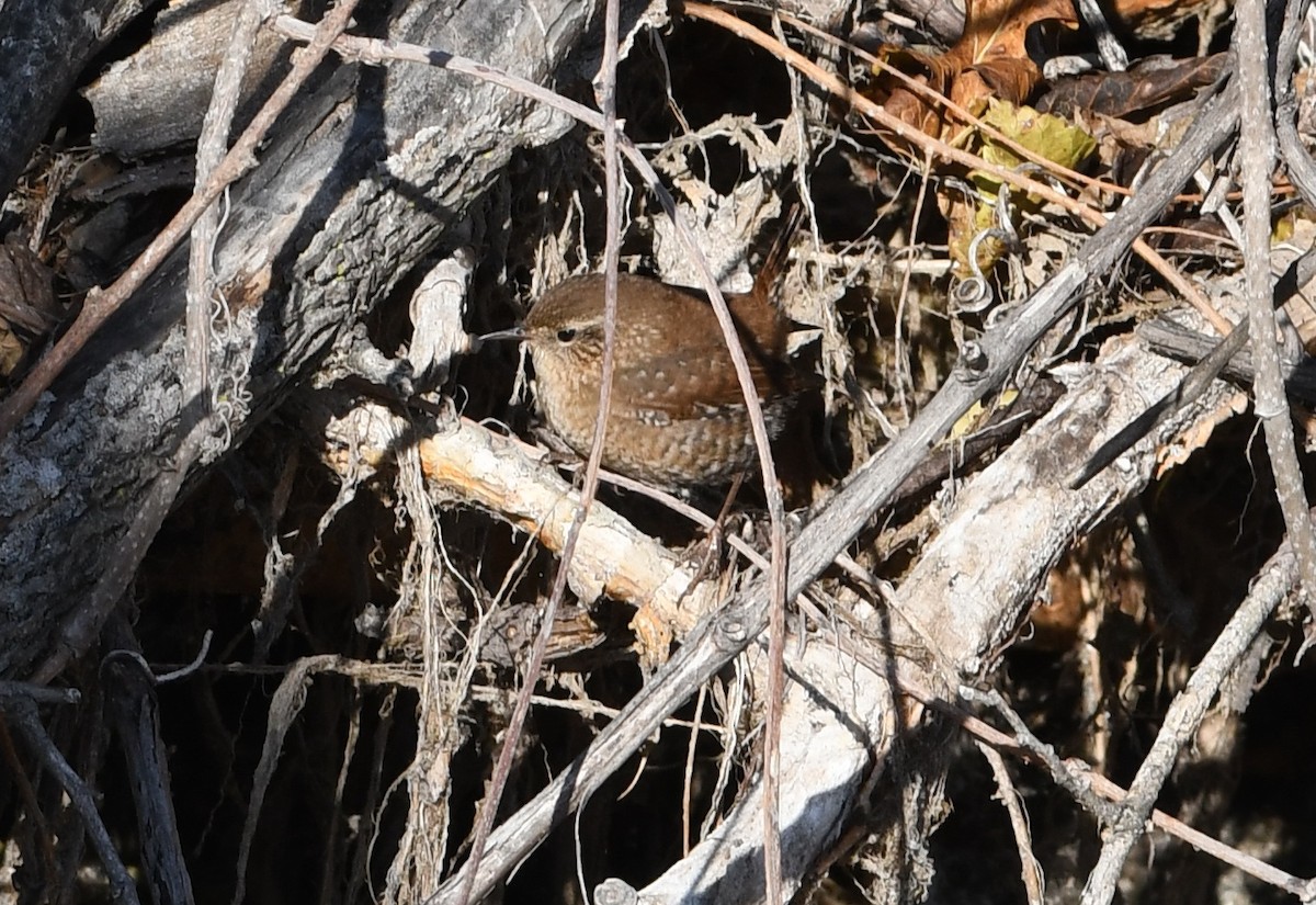 Winter Wren - ML645182852