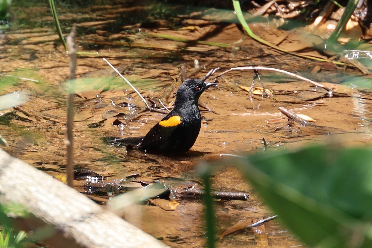 Variable Oriole - ML645182856