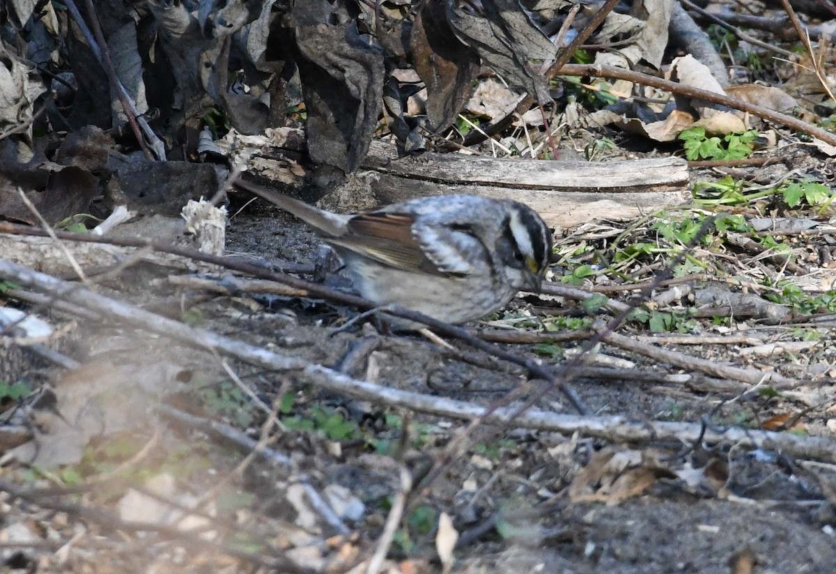 White-throated Sparrow - ML645182859