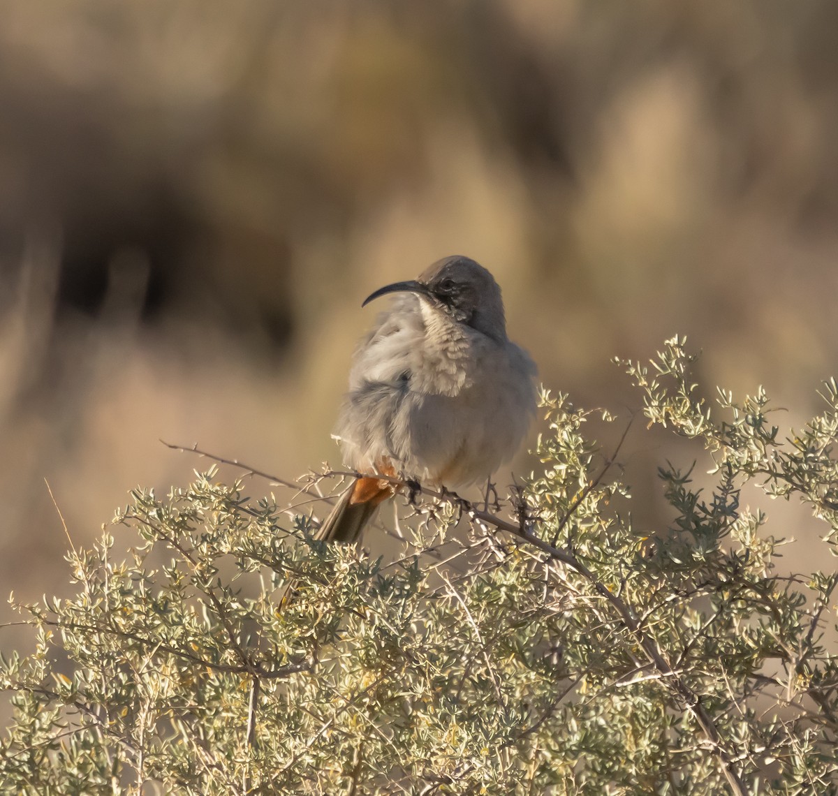 Crissal Thrasher - ML645182860