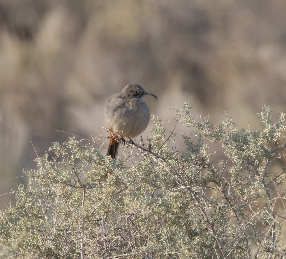 Crissal Thrasher - ML645182861