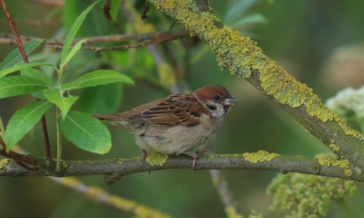 Gorrión Molinero - ML645182865