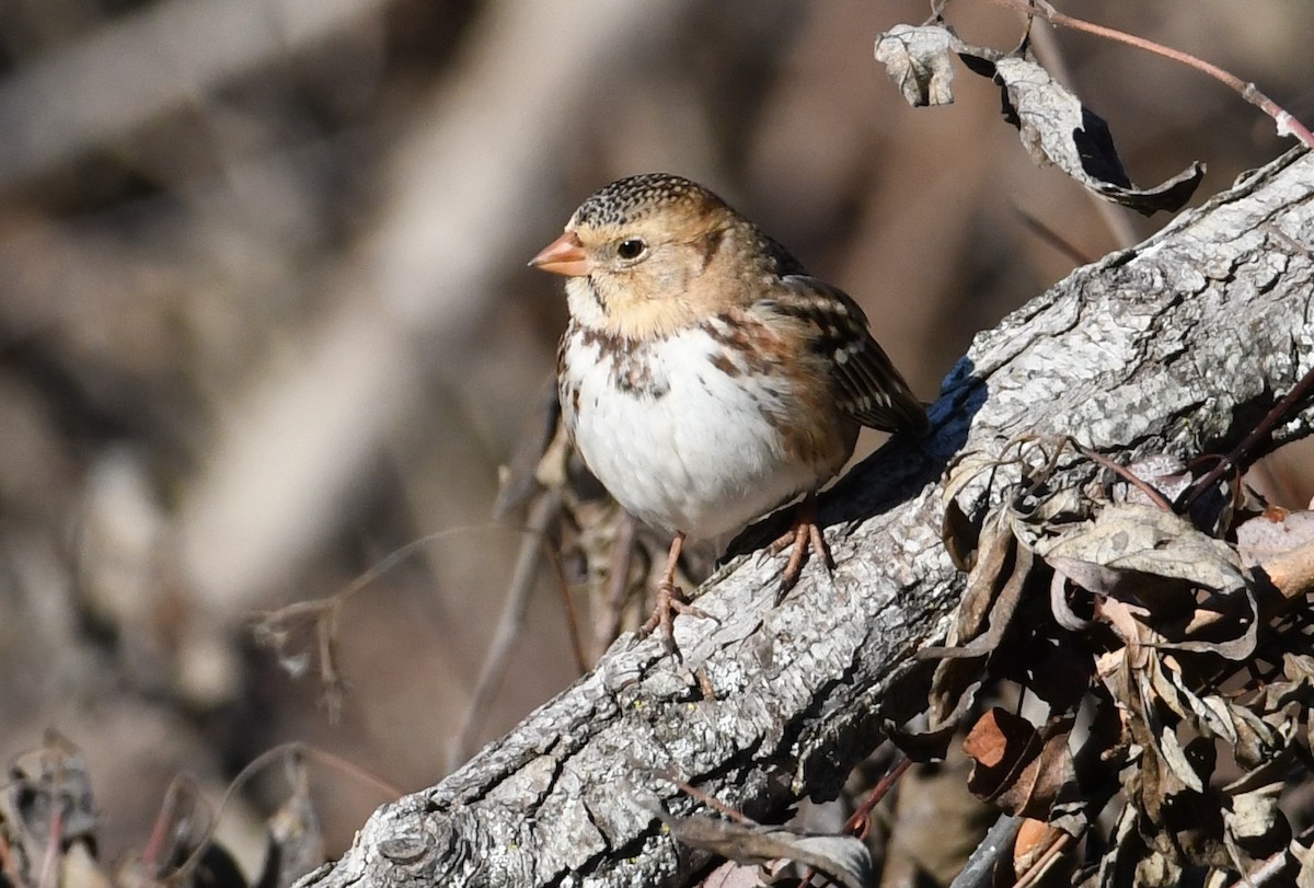 Harris's Sparrow - ML645182868