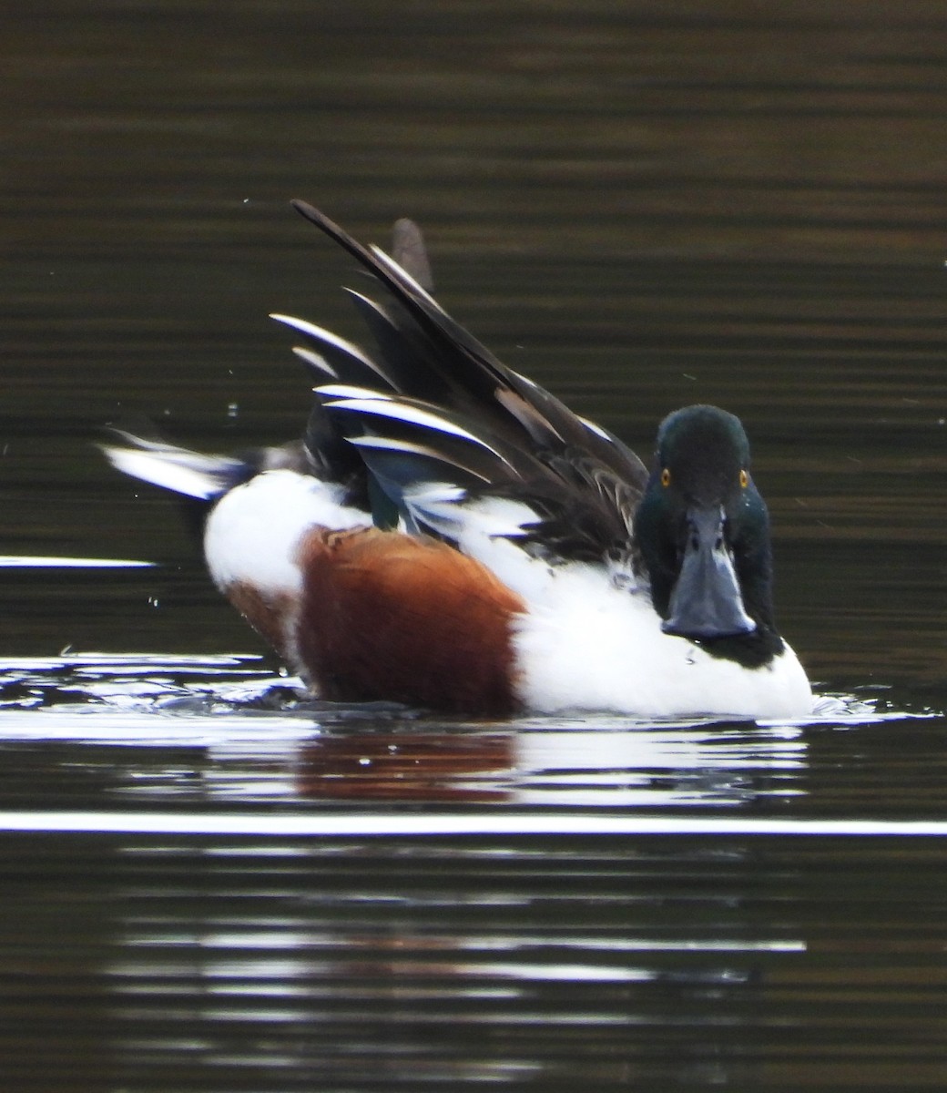 Northern Shoveler - ML645182899