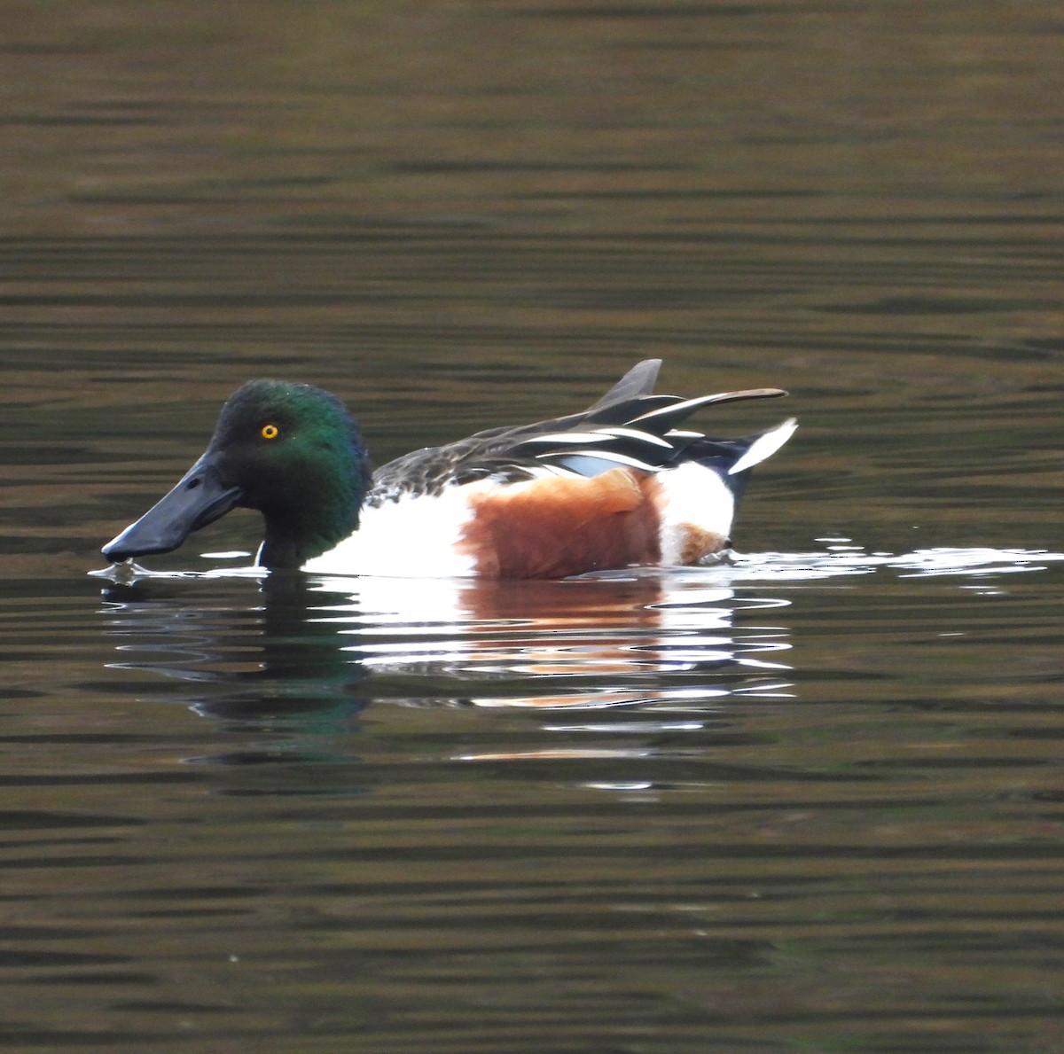 Northern Shoveler - ML645182900