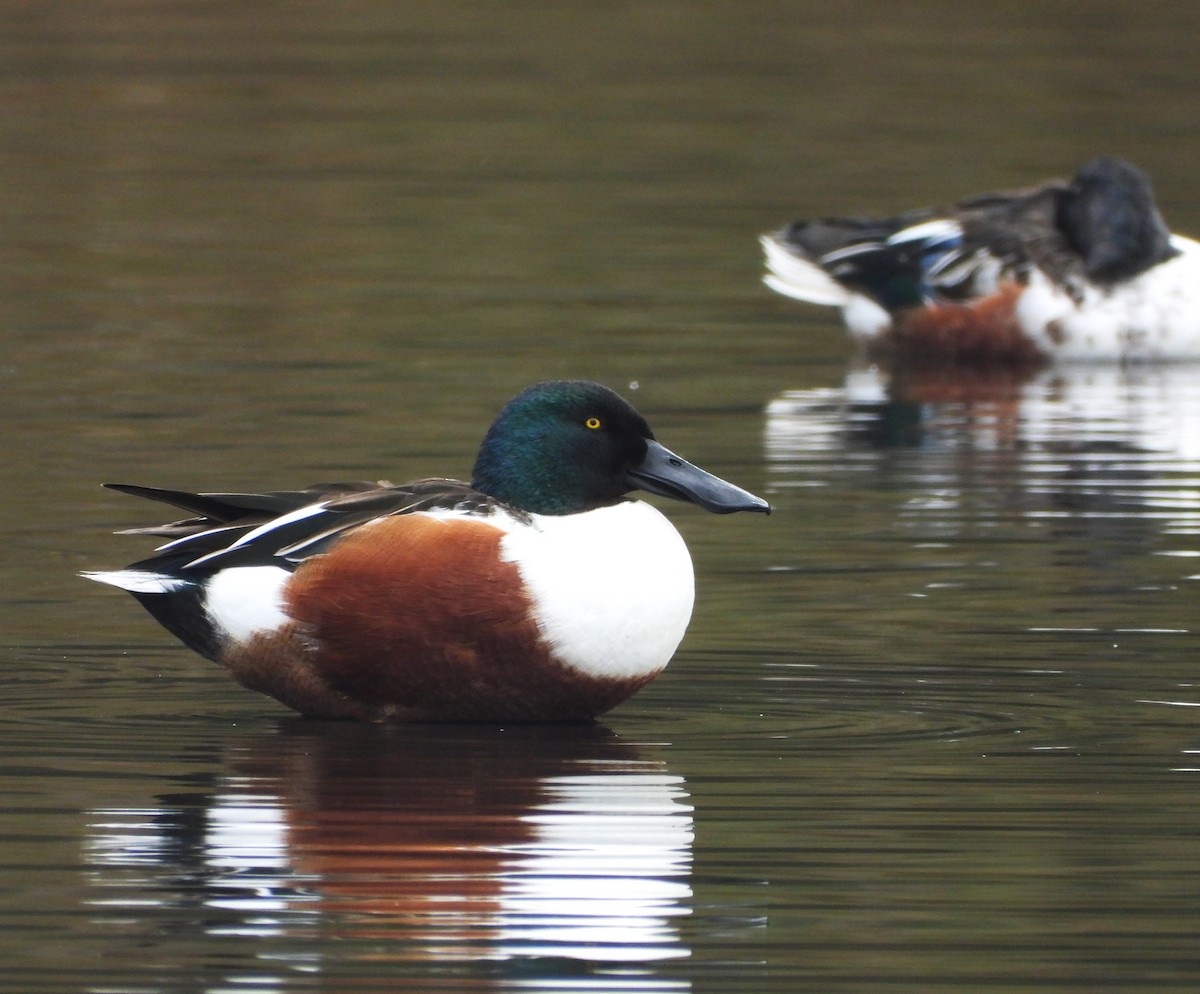 Northern Shoveler - ML645182901